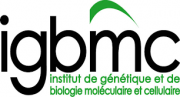 Institut de Génétique et de Biologie Moléculaire et Cellulaire (IGBMC)