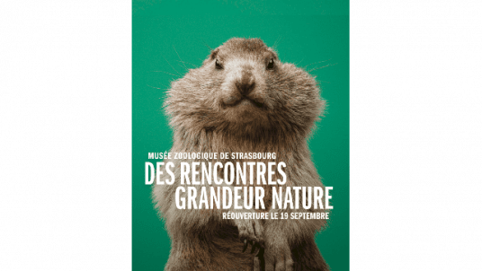  Réouverture du Musée Zoologique - Jardin des Sciences
