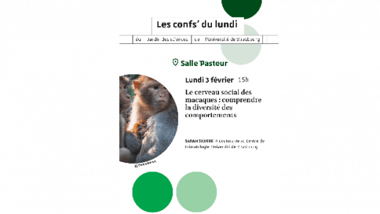 Conf' du lundi -  Le cerveau social des macaques : comprendre la diversité des comportements 